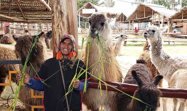 Llamas-and-Alpacas-LEF-Copy